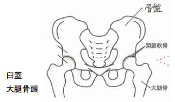 大腿骨頭・臼蓋