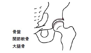 骨盤・関節軟骨・大腿骨