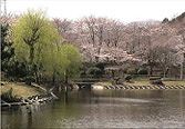 施設内の桜風景 写真